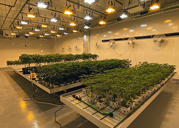 Cannabis growing under grow lights in facility